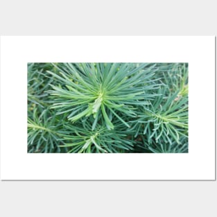 Natural pattern of evergreen needles Posters and Art